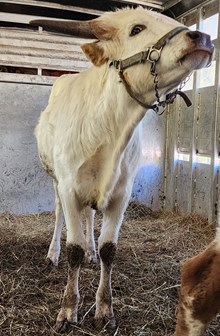 Mudflap Cowgirl CPL