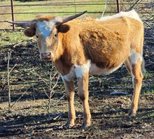 Gold Finch Cowgirl CPL