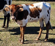 Redbud Cowgirl CPL