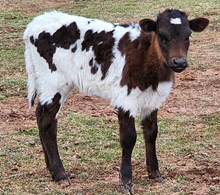 Fried Pie 2024 heifer