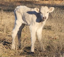 Meltdown 2025 Bull Calf