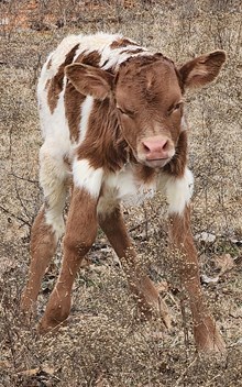 Mountain Mango heifer 2025