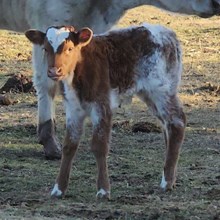 New Sano Bull calf 2025