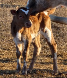 Orchids 2025 Bull Calf