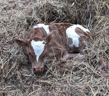 Sakura 2025 bull calf