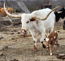 Tullibee heifer 2025